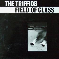 Field Of Glass